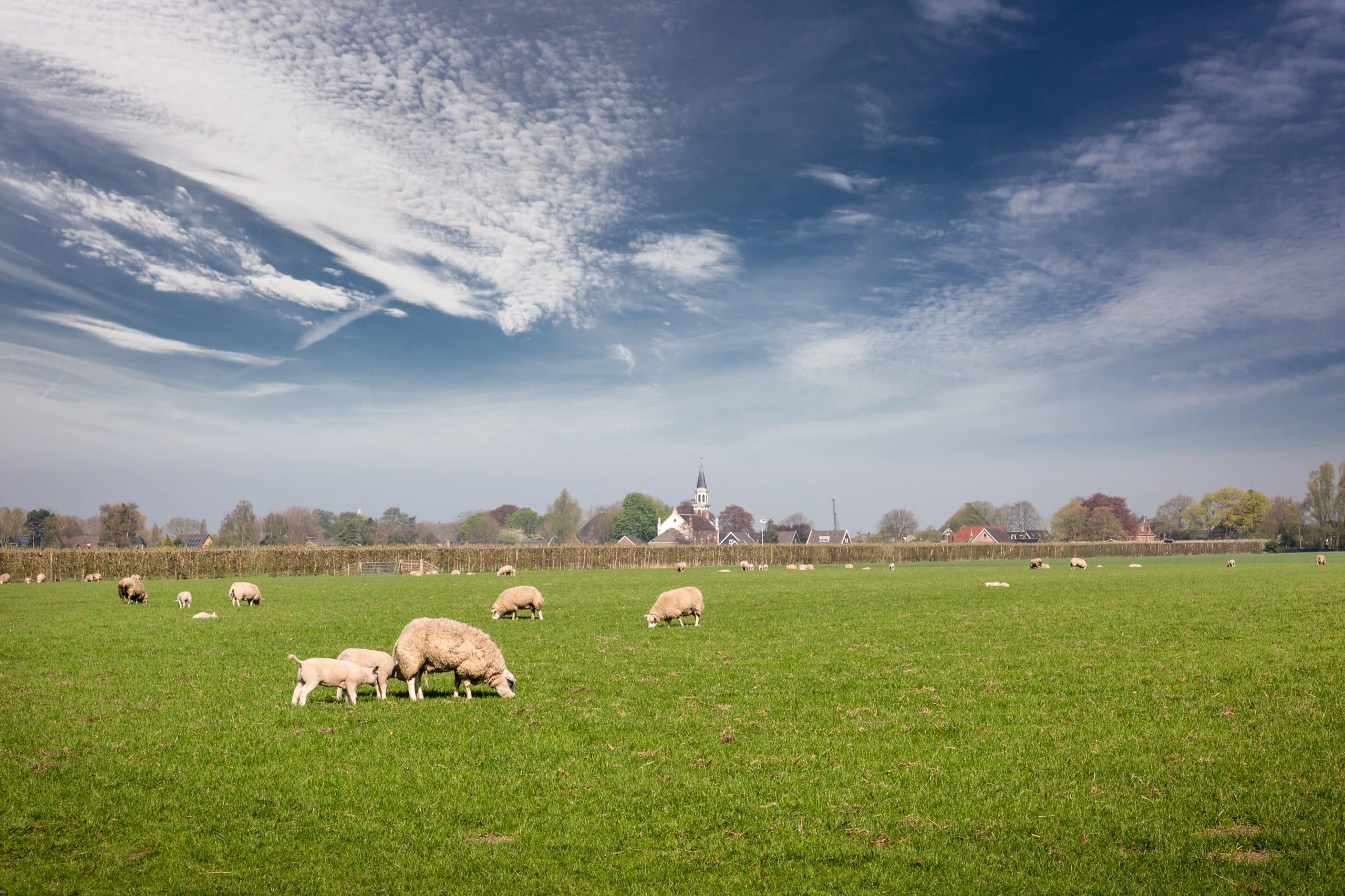 grasland met schapen, met op de achtergrond Westwoud